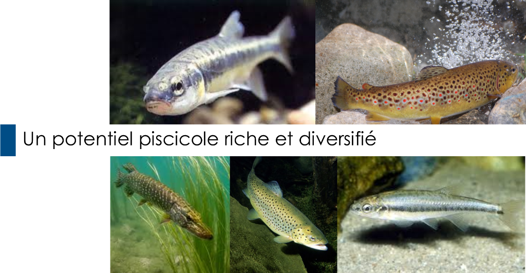 Poissons